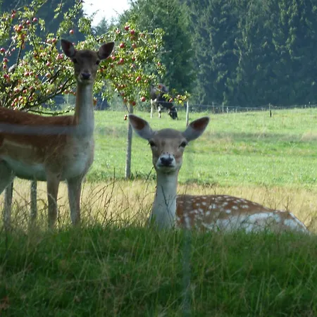 Und Landgasthof Zum Bockshahn Gasthuis