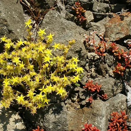 Casa de hóspedes Und Landgasthof Zum Bockshahn Spessart (Ahrweiler)