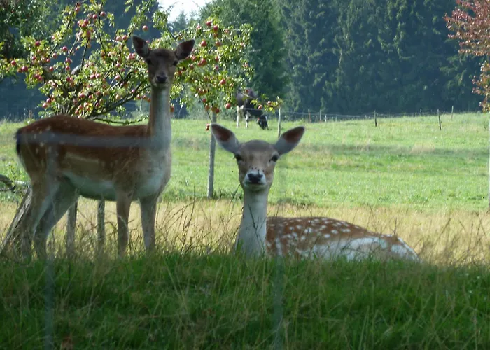 Und Landgasthof Zum Bockshahn Gasthuis
