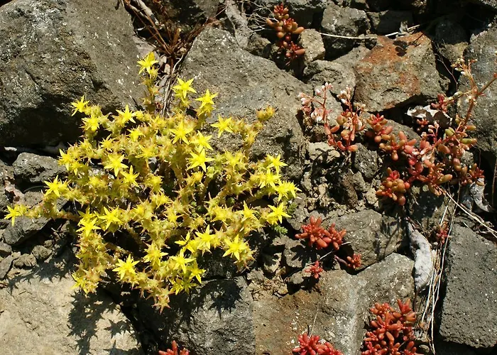 Gasthuis Und Landgasthof Zum Bockshahn Spessart (Ahrweiler)
